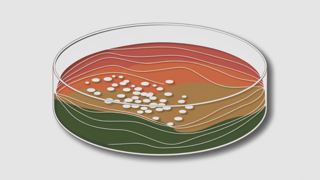 Методы идентификации Malassezia у животных